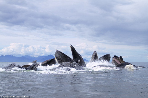 Đàn cá voi lưng gù phi lên khỏi mặt nước đớp mồi - Hình 10 Dan ca voi lung gu phi len khoi mat nuoc dop moi-Hinh-10