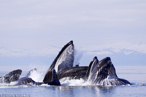 Đàn cá voi lưng gù phi lên khỏi mặt nước đớp mồi - Hình 3 Dan ca voi lung gu phi len khoi mat nuoc dop moi-Hinh-3