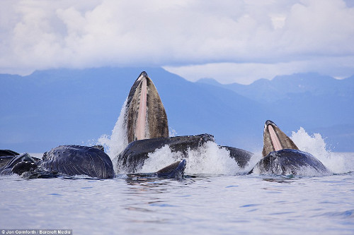 Đàn cá voi lưng gù phi lên khỏi mặt nước đớp mồi - Hình 4 Dan ca voi lung gu phi len khoi mat nuoc dop moi-Hinh-4