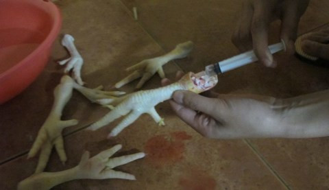 Bơm nước vào chân gà đẻ tăng trọng lượng. Bơm nước vào chân gà đẻ tăng trọng lượng.