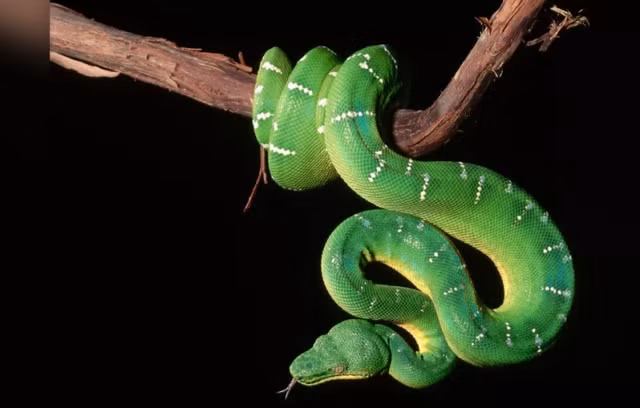 Tu vi tuoi Ty nam Nham Dan 2022: Nhieu kho khan vat va-Hinh-10