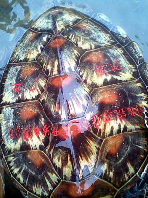 Phần chữ Trung Quốc trên lưng con rùa biển. Phần chữ Trung Quốc trên lưng con rùa biển.