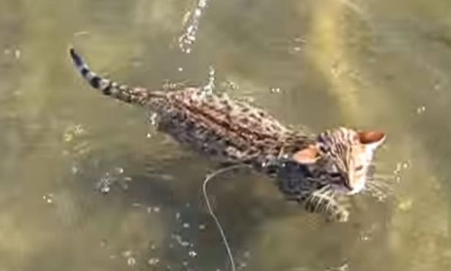 Mèo con dũng cảm bơi qua biển nước Meo con dung cam boi qua bien nuoc