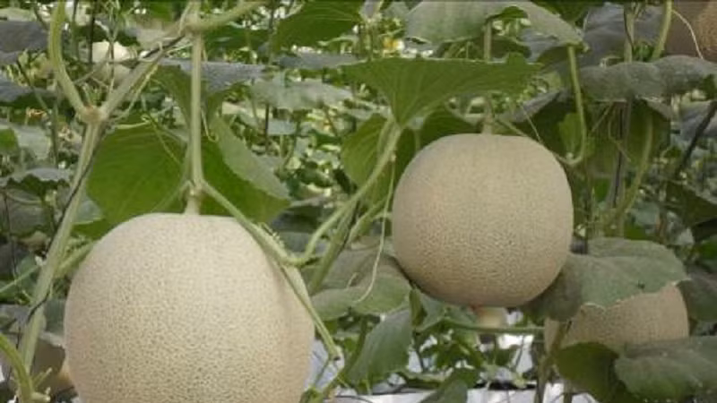 TP HCM thành lập 7 khu nông nghiệp công nghệ cao rộng 1.727 ha