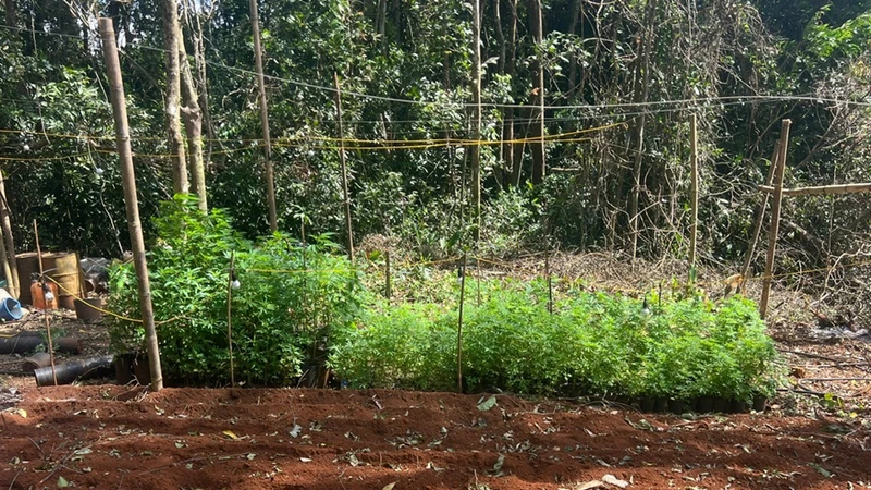 Tại hiện trường, cơ quan chức năng ghi nhận 763 cây cần sa