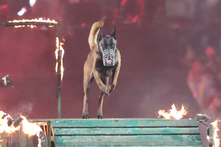 Cảnh khuyển vượt qua những tình huống tiềm ẩn nguy hiểm.