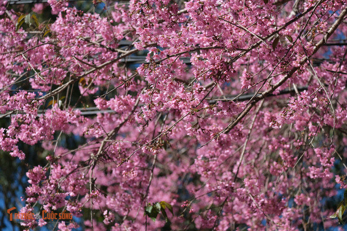 Điều kiện thuận lợi này khiến nhiều du khách lựa chọn lên Đà Lạt du xuân sớm, kết hợp nghỉ dưỡng và chiêm ngưỡng mùa hoa đặc trưng chỉ xuất hiện một lần trong năm.