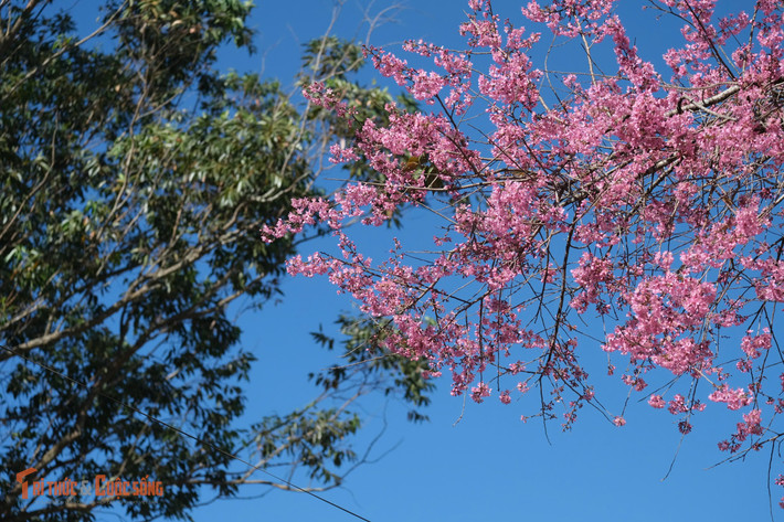 Du khách dừng chân chụp ảnh, ghi lại khoảnh khắc du xuân sớm giữa mùa hoa đặc trưng của phố núi.