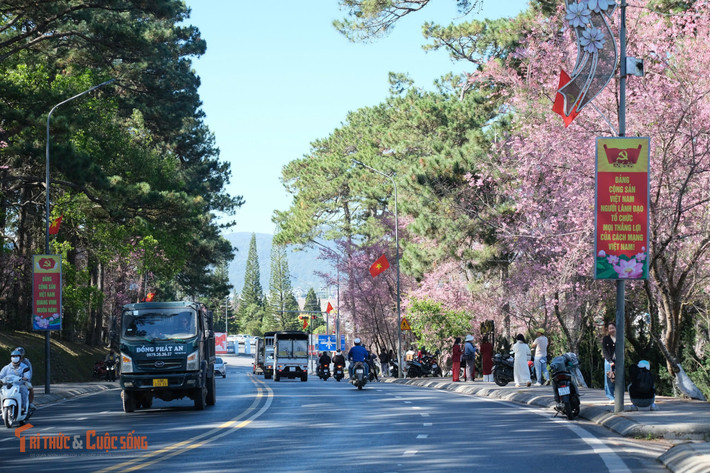 Tại các trục đường trung tâm như Trần Quốc Toản, Lê Đại Hành, Trần Hưng Đạo, Hồ Tùng Mậu, Hùng Vương, sắc hồng mai anh đào trải dài hai bên phố, hòa cùng nắng xuân dịu nhẹ, tạo nên khung cảnh lãng mạn đặc trưng của thành phố sương mù những ngày giáp Tết.