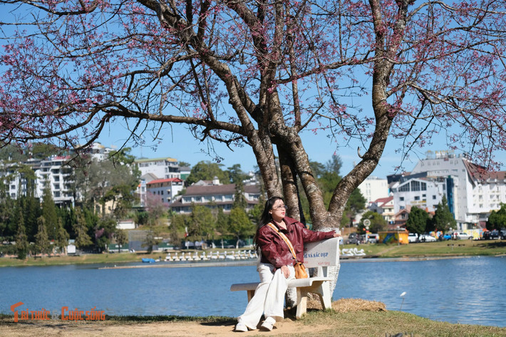 Những ngày cuối tháng Chạp, Đà Lạt duy trì thời tiết lý tưởng với nắng đẹp, bầu trời trong xanh, nhiệt độ dao động từ 10 đến 22 độ C.