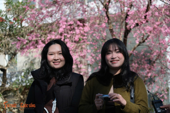 Nhiều năm qua, mai anh đào đã trở thành biểu tượng mùa xuân của Đà Lạt. Việc trồng, chăm sóc loài hoa này trên các tuyến phố, khu công cộng không chỉ tạo cảnh quan đặc trưng mà còn góp phần thu hút du khách mỗi dịp Tết đến, xuân về, làm nên sức hút riêng cho thành phố ngàn hoa.