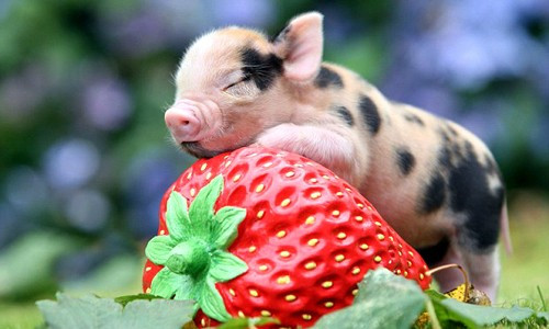 Về tài lộc, họ có thể nhận thưởng, được giao thêm việc mang lại thu nhập cao hoặc gặp may trong các khoản đầu tư nhỏ. (* Thông tin trong bài chỉ mang tính chất tham khảo, chiêm nghiệm). Theo Sohu