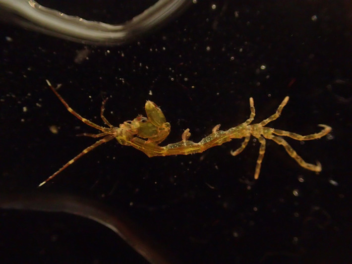  Sống bám thay vì bơi lội tự do. Caprella acanthifera thường bám chặt vào rong biển, san hô mềm, hải miên hoặc các cấu trúc nhân tạo dưới nước, sử dụng đôi chân móc để neo mình trước dòng chảy. Ảnh: inaturalist.