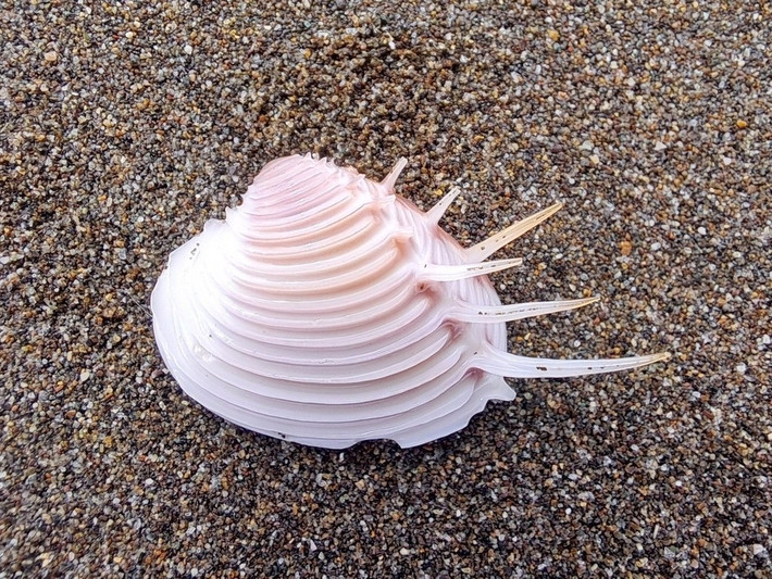  Là chỉ dấu môi trường biển ổn định. Sự hiện diện của Pitar dione thường cho thấy khu vực đáy biển có chất lượng nước tốt, ít ô nhiễm, bởi loài này nhạy cảm với biến đổi môi trường và suy giảm nhanh khi hệ sinh thái bị xáo trộn. Ảnh: inaturalist.