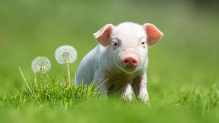 Sự lạc quan và tinh thần tích cực của họ tạo ra môi trường làm việc dễ chịu, từ đó thu hút cơ hội và sự giúp đỡ từ người khác. Quý nhân thường xuất hiện bất ngờ, đưa họ tới cơ hội thăng tiến hoặc giúp giải quyết vấn đề khó.