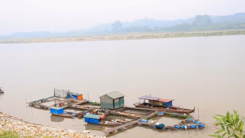 Sông Đà hạ mực nước đột ngột, hơn 73 tấn cá lồng chết hàng loạt