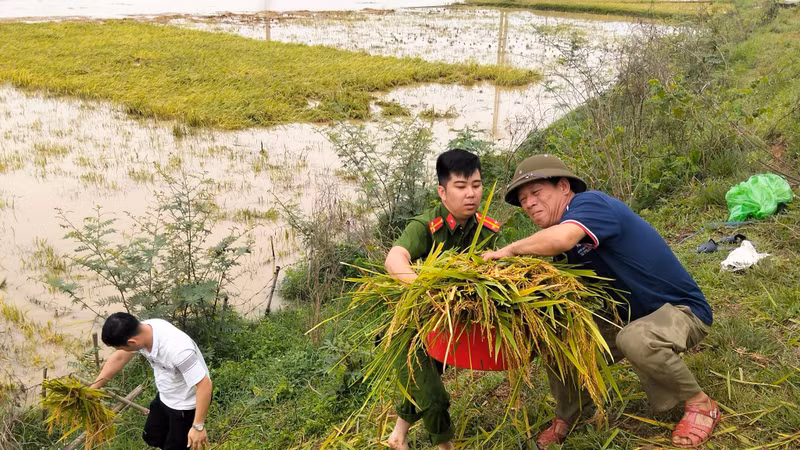 Hàng trăm cán bộ, chiến sĩ cùng dân cứu lúa giữa đồng ngập nước ở Phú Thọ