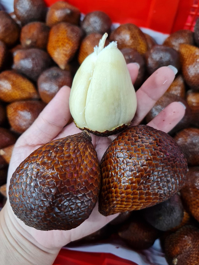 Quả mây xù xì 'cháy hàng' - Hình 2 Qua may xu xi 'chay hang'-Hinh-2