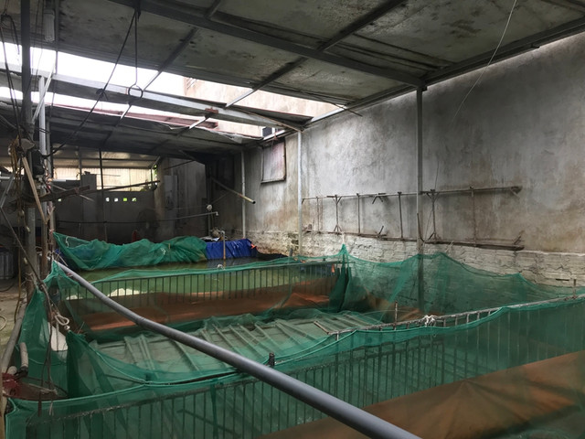 Bao gio nguoi dan moi duoc nhan tien ho tro 200 con lon dich ta chau Phi?