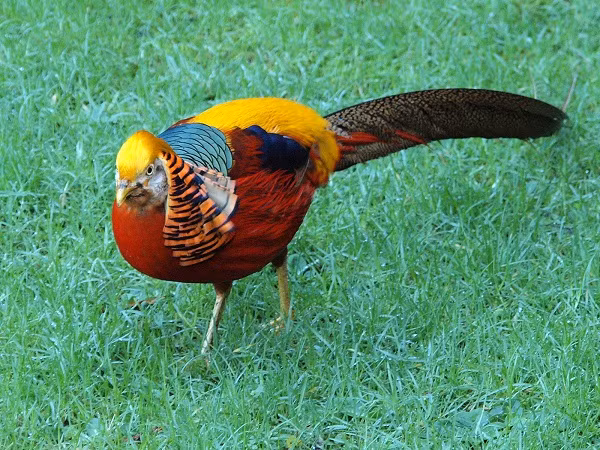 Nhung loai chim ai thay cung giat minh-Hinh-6