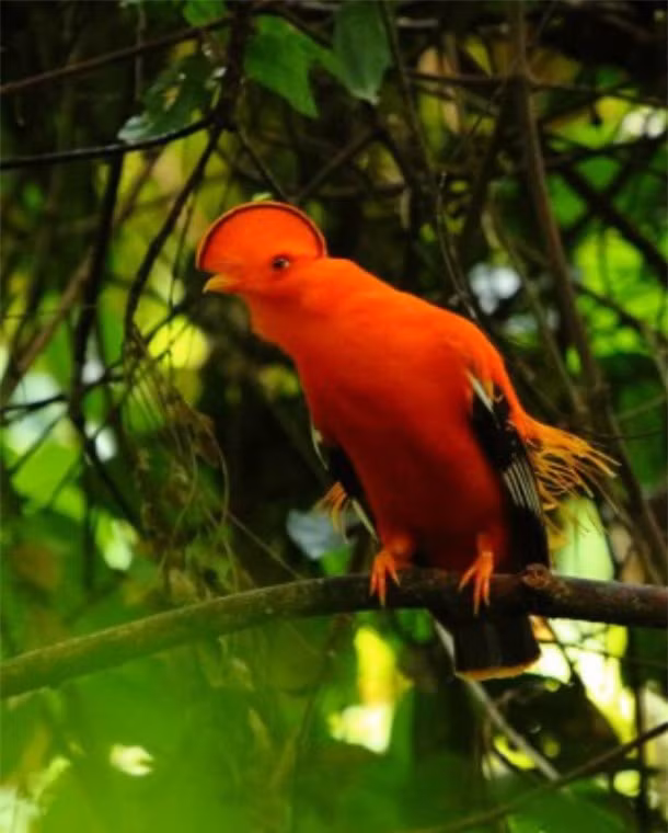 Nhung loai chim ai thay cung giat minh-Hinh-3