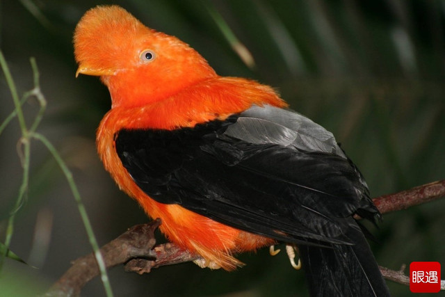 Nhung loai chim ai thay cung giat minh-Hinh-4