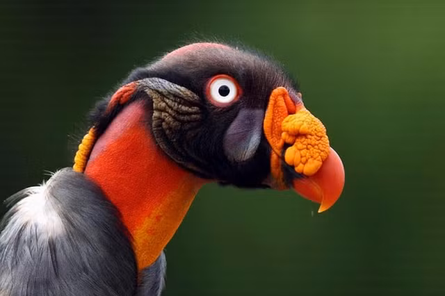 Nhung loai chim ai thay cung giat minh-Hinh-2