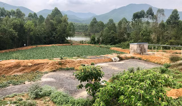 Cong ty gia cam Hoa Phat Phu Tho xa thai gay o nhiem moi truong khien ca chet hang loat-Hinh-3