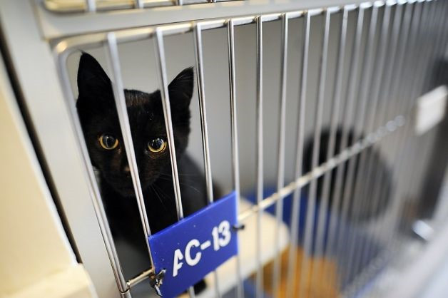 Tại sao mèo đen lại có tiếng xấu mang điều xui xẻo - Hình 8 Tai sao meo den lai co tieng xau mang dieu xui xeo-Hinh-8