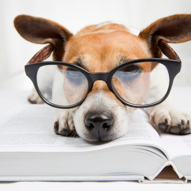 9 loài động vật có trí thông minh vượt trội - Hình 4 9 loai dong vat co tri thong minh vuot troi-Hinh-4