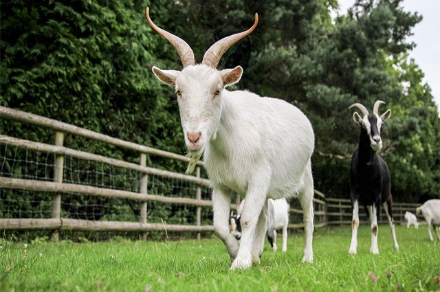 4 con giáp nào may mắn, phú quý nhất từ tháng 12 âm đến hết 2024? - Hình 5 4 con giap nao may man, phu quy nhat tu thang 12 am den het 2024?-Hinh-5