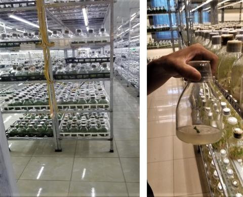 Vien cua Bo Nong nghiep xuat ban van cay... Phi diep dot bien