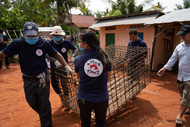 Four Paws đóng cửa một lò mổ cung cấp thịt chó lớn ở Campuchia Four Paws dong cua mot lo mo cung cap thit cho lon o Campuchia