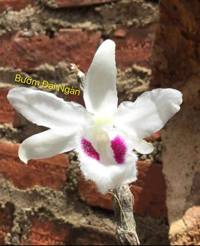 Xon xao dau gia online mam lan huyen thoai Buom Dai Ngan 11,7 ty-Hinh-2