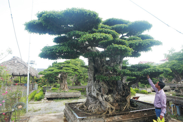 Ngon cay sanh gia 28 ty dong, vay goc cay dang gia bao nhieu?-Hinh-4