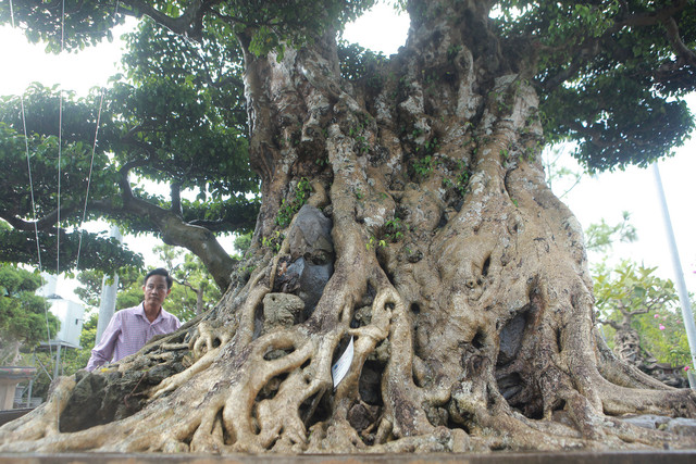 Ngon cay sanh gia 28 ty dong, vay goc cay dang gia bao nhieu?-Hinh-7