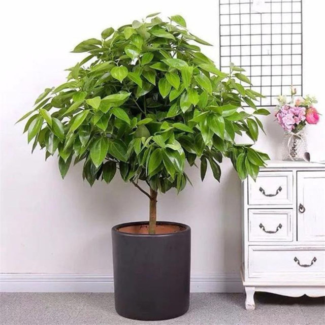 4 loại cây trồng trong nhà vừa thanh lọc không khí, lại tiết kiệm tiền điện 4 loai cay trong trong nha vua thanh loc khong khi, lai tiet kiem tien dien