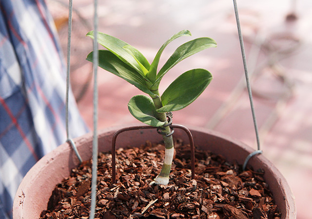 Khu vuon toan hang quy hiem cua ong trum nhung thuong vu phong lan tien ty-Hinh-11