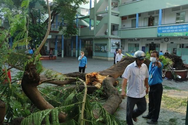 Cây phượng bật gốc lúc sáng sớm khiến gần 13 học sinh bị thương, 1 em đã tử vong Cay phuong bat goc luc sang som khien gan 13 hoc sinh bi thuong, 1 em da tu vong
