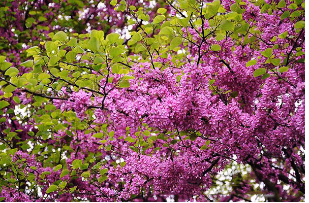 Trong cay hanh phuc giup xoay chuyen phong thuy-Hinh-2