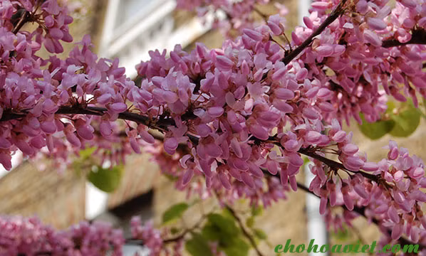 Trong cay hanh phuc giup xoay chuyen phong thuy-Hinh-7