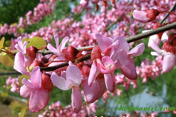 Trồng cây hạnh phúc giúp xoay chuyển phong thủy - Hình 8 Trong cay hanh phuc giup xoay chuyen phong thuy-Hinh-8