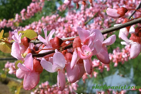 Trong cay hanh phuc giup xoay chuyen phong thuy-Hinh-8