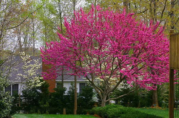 Trong cay hanh phuc giup xoay chuyen phong thuy-Hinh-6