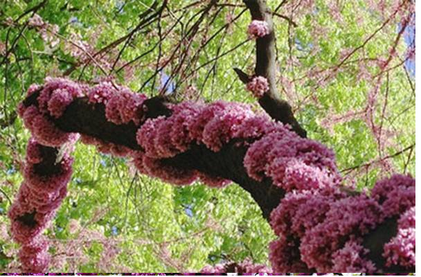 Trồng cây hạnh phúc giúp xoay chuyển phong thủy - Hình 3 Trong cay hanh phuc giup xoay chuyen phong thuy-Hinh-3