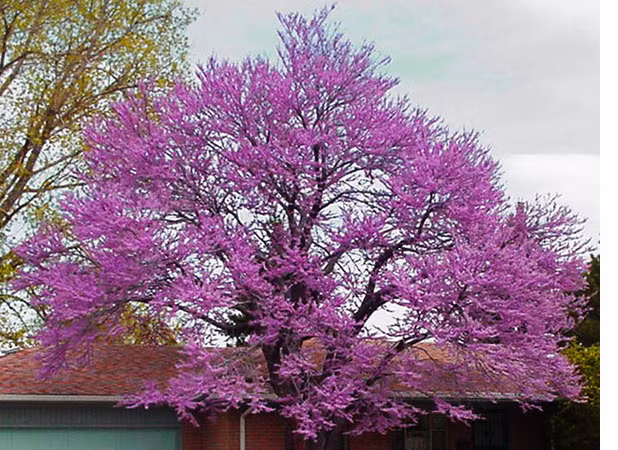 Trong cay hanh phuc giup xoay chuyen phong thuy-Hinh-12