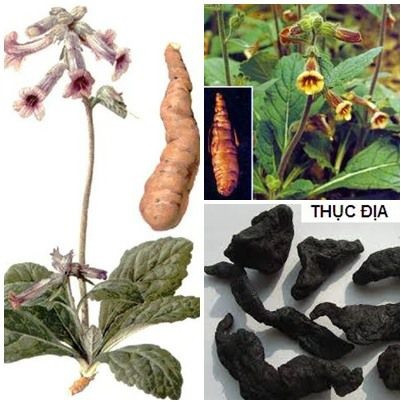 Hải Thượng Lãn Ông khiến thầy thuốc Trung Hoa tâm phục khẩu phục thế nào? - Hình 2 Hai Thuong Lan Ong khien thay thuoc Trung Hoa tam phuc khau phuc the nao?-Hinh-2