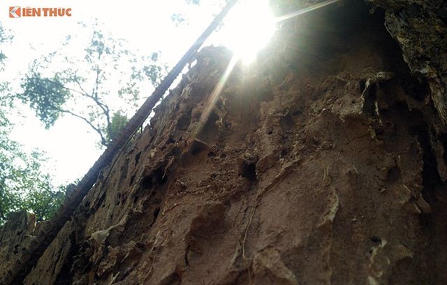 Thông tin bất ngờ về việc chặt hạ cây sưa 100 tỷ ở Hà Nội - Hình 3 Thong tin bat ngo ve viec chat ha cay sua 100 ty o Ha Noi-Hinh-3