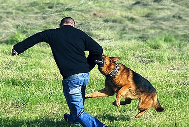 Cả gia đình bị ở Hòa Bình bị chó dại cắn, hai người chết Ca gia dinh bi o Hoa Binh bi cho dai can, hai nguoi chet