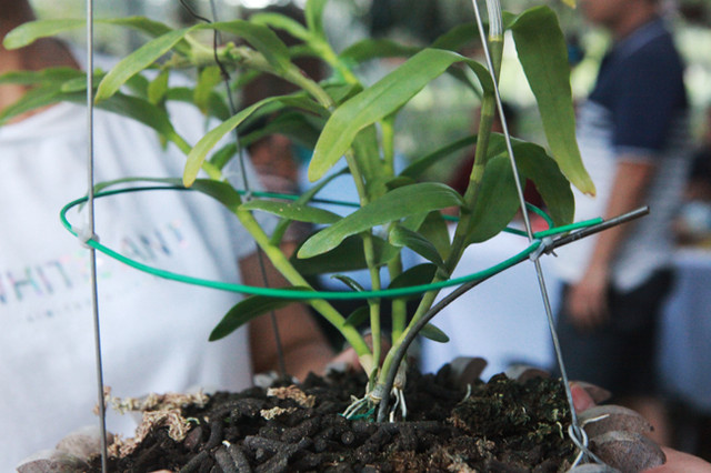 Dai gia Ha Noi chi 5 ty mua gio lan nhin nhu ngon rau muong-Hinh-3